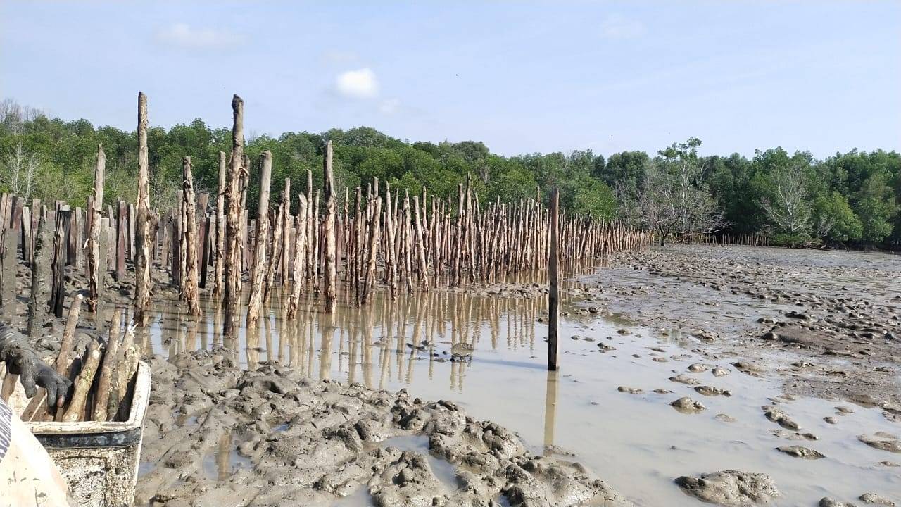 Mangrove planters in the Babulu Laut area, East Kalimantan, installed a protective barrier made from local wood to protect the mangroves from the high waves. The barrier was installed in 10 layers with a distance of 70 meters. There are 7,000 mangrove trees planted in the area throughout the Mahakam Project 2024. Together with our partners, Pokja Pesisir and the local community, we continue to monitor the effectiveness and durability of the barrier protection considering that this scheme is still in the trial stage