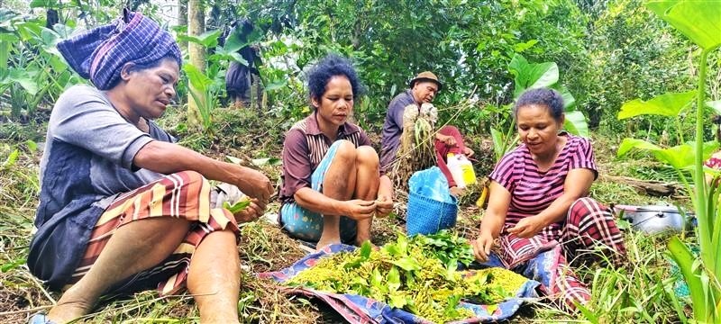 In the Indonesian regency of Ngada, Indigeous Peoples rely on forests for their livelihoods — such as harvesting cloves for market. Pictured here, Ngada farmers pick cloves from their traditional forestland. Landesa's work to secure tenure rights supports the livelihoods of Ngada's 170,000 residents, and the thousands of acres of primary forest they call home.