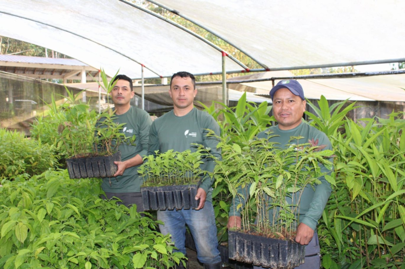 “Plant the Forests of Tomorrow at our Buenaventura Reserve”

Thanks to the invaluable support from Milkywire, our Jocotoco project “Plant the Forests of Tomorrow at our Buenaventura Reserve” has achieved significant progress between August and November 2024.

Jocotoco focused on ensuring high-quality seedlings at the Buenaventura nursery. During this period, a total of 15,022 seedlings of eight native species were produced, and additional seedlings were collected from the reserve’s riverbanks to continue growing in trays. Daily care, including watering and constant supervision, ensured optimal development.

We also acquired 15,000 additional 