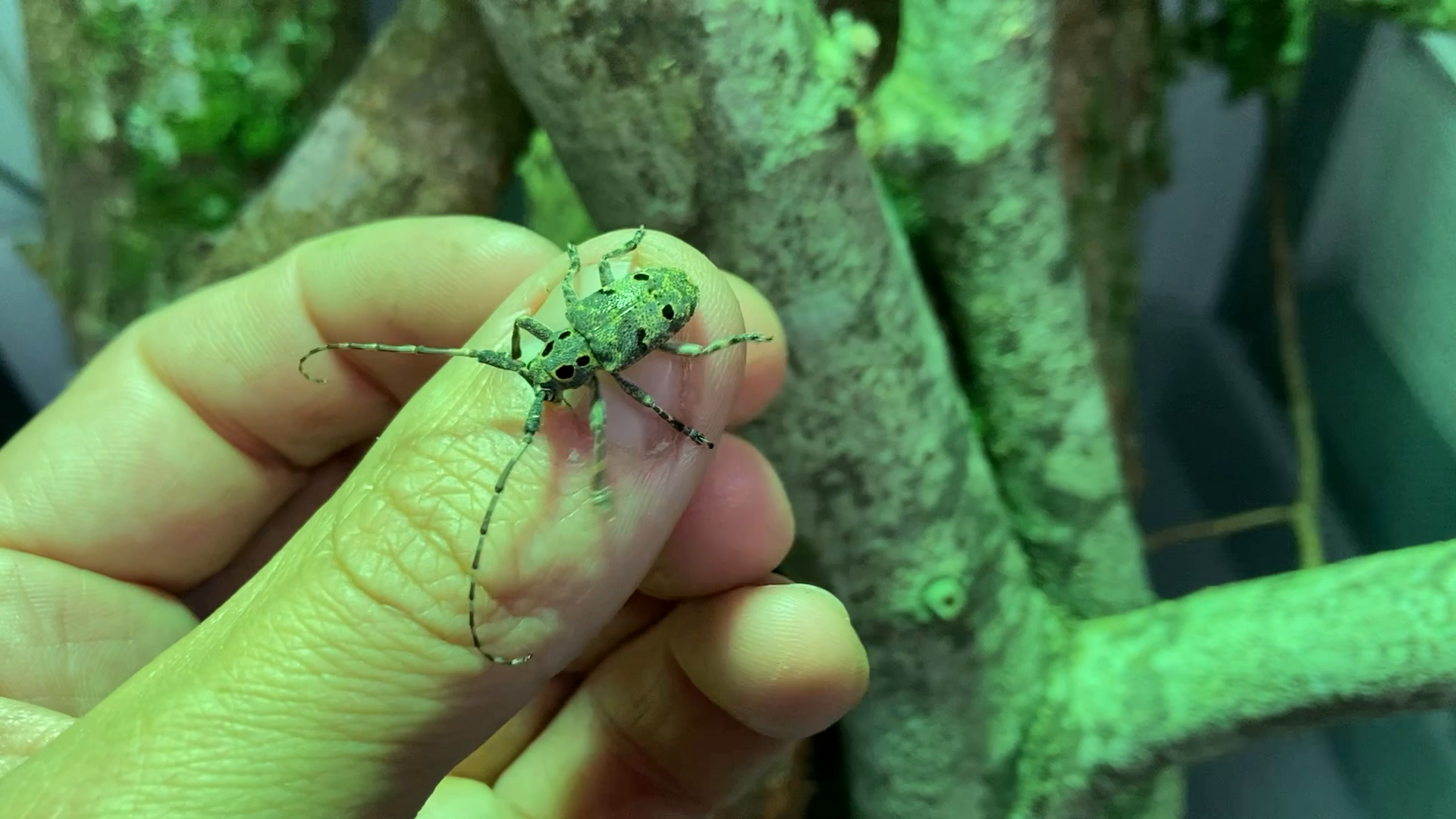 Mesosa curculionoides has an excellent camouflage when they sit on bark. See how it blends in once it leaves my hand.💚