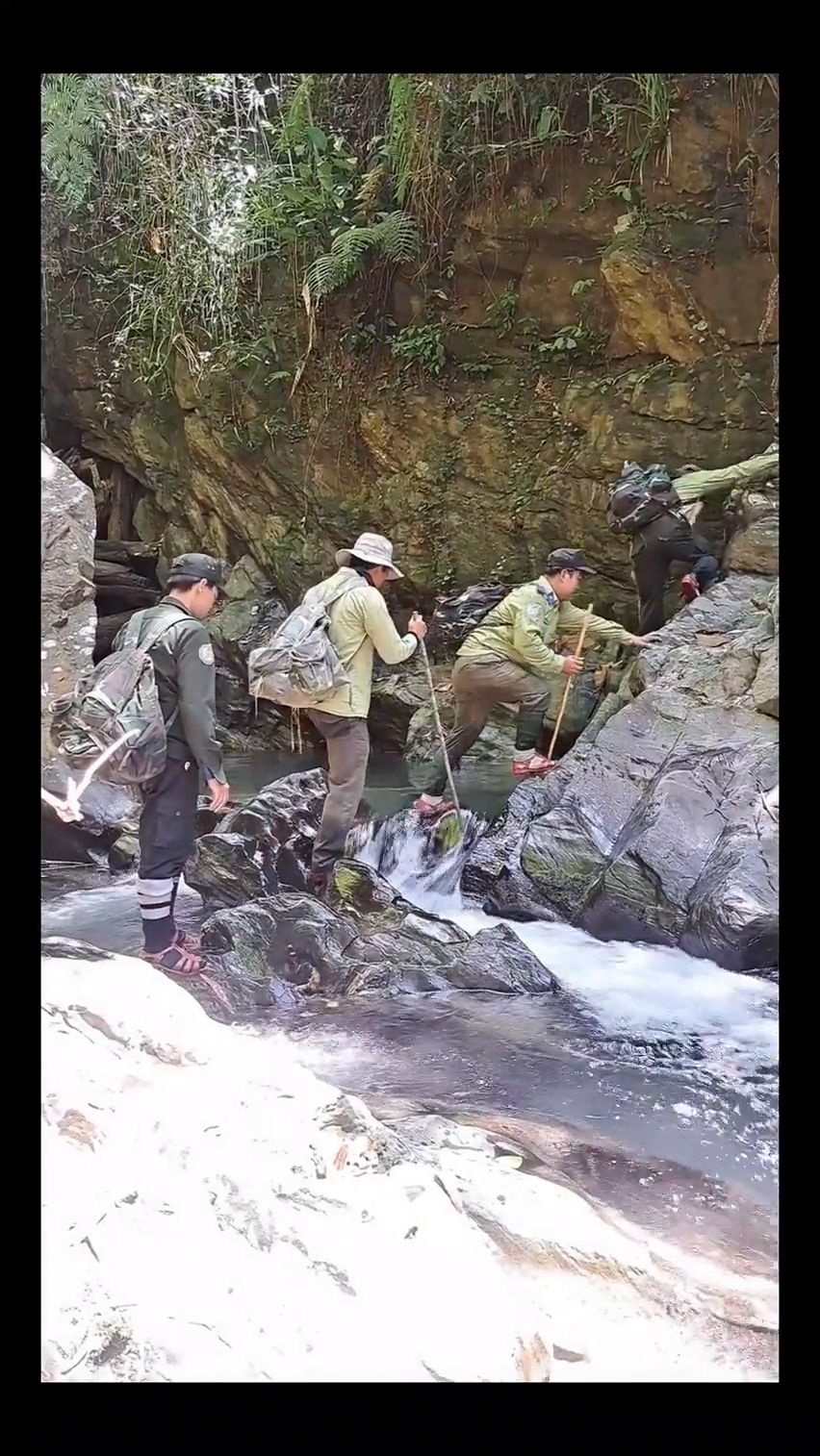 Patrolling in the forests of Vietnam is hard work – requiring hiking in dense mountainous rainforests and crossing numerous streams. However, it is critical to find and remove the snares that threaten wildlife. Here, a team of rangers in central Vietnam patrols a remote part of the Quang Nam Saola Nature Reserve, home to several rare and threatened species, including a large population of Annamite striped rabbit.