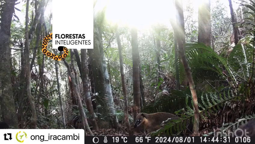 Today we're sharing these images of a lively herd of coatis caught on camera in the Iracambi Atlantic Forest. Quatis are diurnal and very social animals. Their black, elongated snout is a very efficient food sniffer. They like fruit, insects, small reptiles, crustaceans, fish, amphibians and small mammals. The presence of animals in the forest is an important indicator of biodiversity, did you know that? 
The fauna in Iracambi is monitored using camera traps and is part of the Intelligent Forests project. Every new tree planted is a step towards a balanced ecosystem and the preservation of the species that call these areas home.