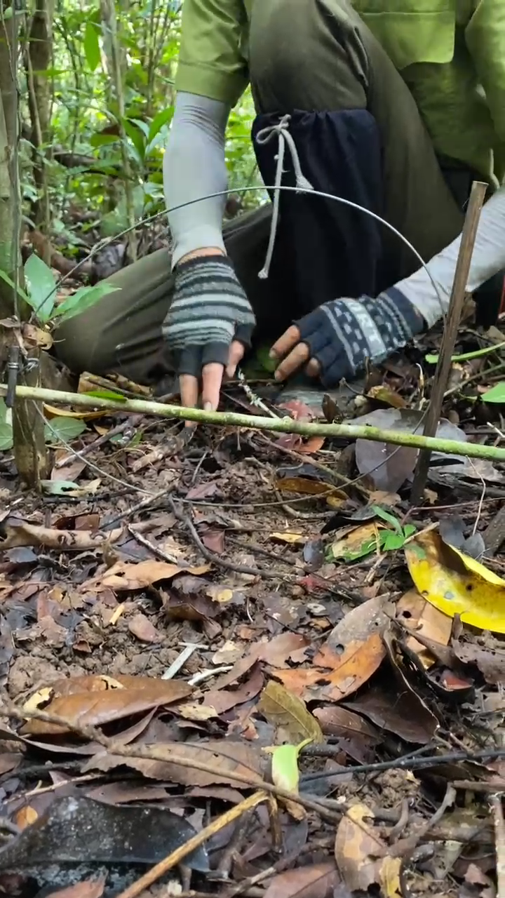 Rangers are the first line of defense against snaring in the Annamites. Here, a ranger shows how a snare works, and then dismantles it. Our partners have removed thousands of snares this year alone from the protected areas of Vietnam. These snare removal efforts are helping to create snare-free zones in a few places, which in the long-term, will set the foundation for wildlife recovery.