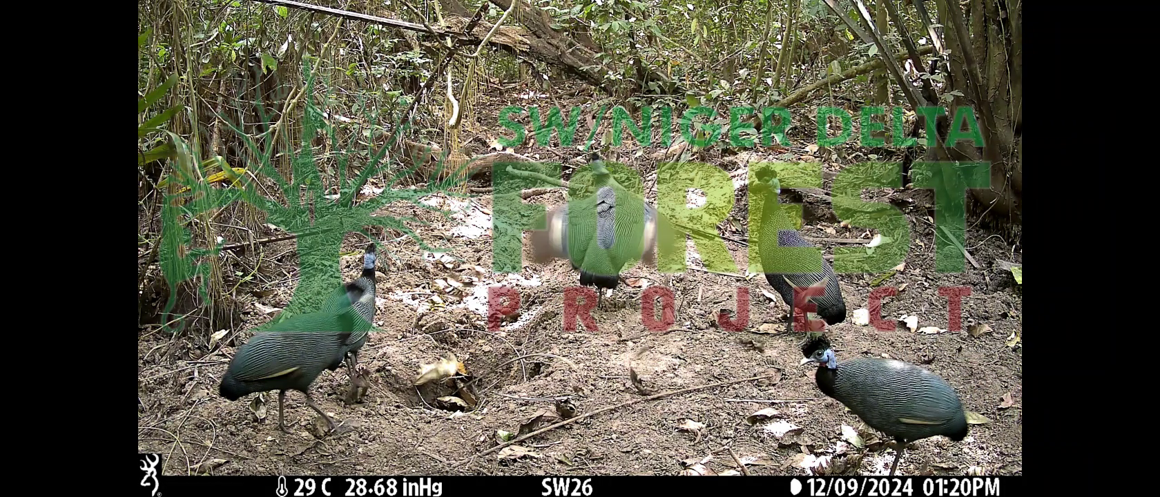 When you are a guinea fowl in the holiday season, anything can scare you 🙂 even a camera flash. 

Thanks to our protection efforts in the Ise Forest Conservation Area, helmeted guinea fowls are re-populating the forest.

#conservation #wildlife #ekiti #Nigeria #protection #protectedarea