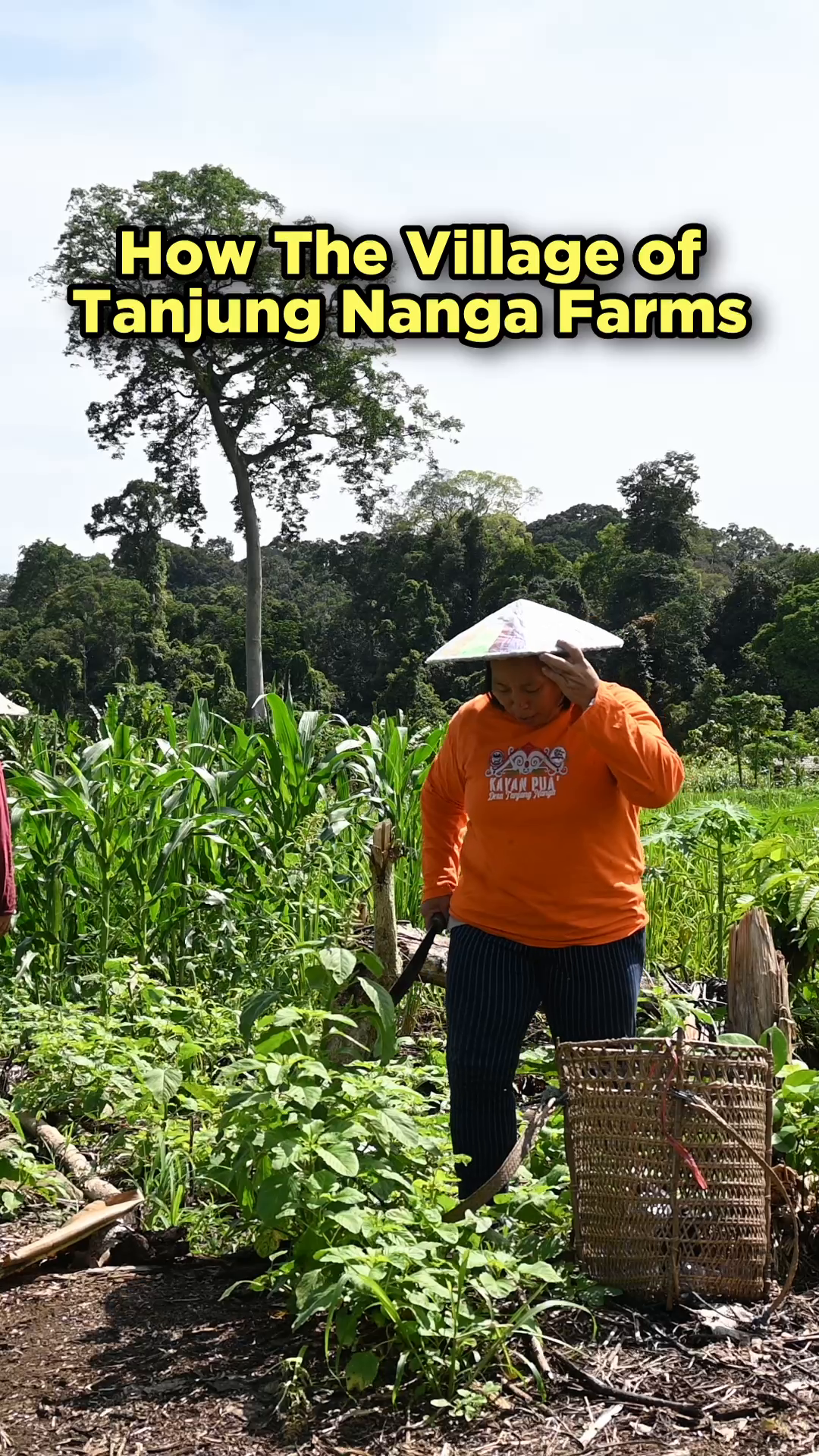 As a way to maintain the food security of Tanjung Nanga, the local community adopts sustainable cultivation techniques by utilizing organic materials such as fertilizers and pesticides. The planting system uses an intercropping system. Cucumbers here, chili next to it, and eggplants nearby too. 