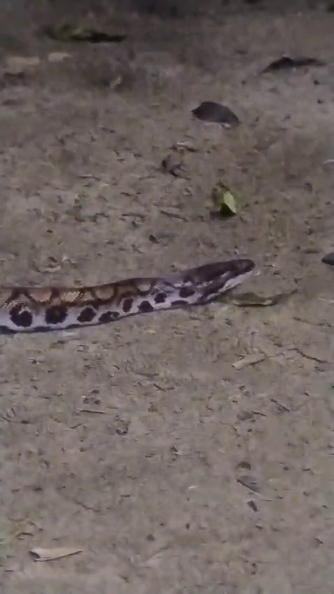 A rainbow boa (Epicrates cenchria) at our Station. It is a regular nocturnal visitor. This is a terrestrial boa and is so named because of the multicoloured glow when the light hits it. It helps us to control rats and other rodents. Las Piedras river basin, Madre de Dios, Perú.