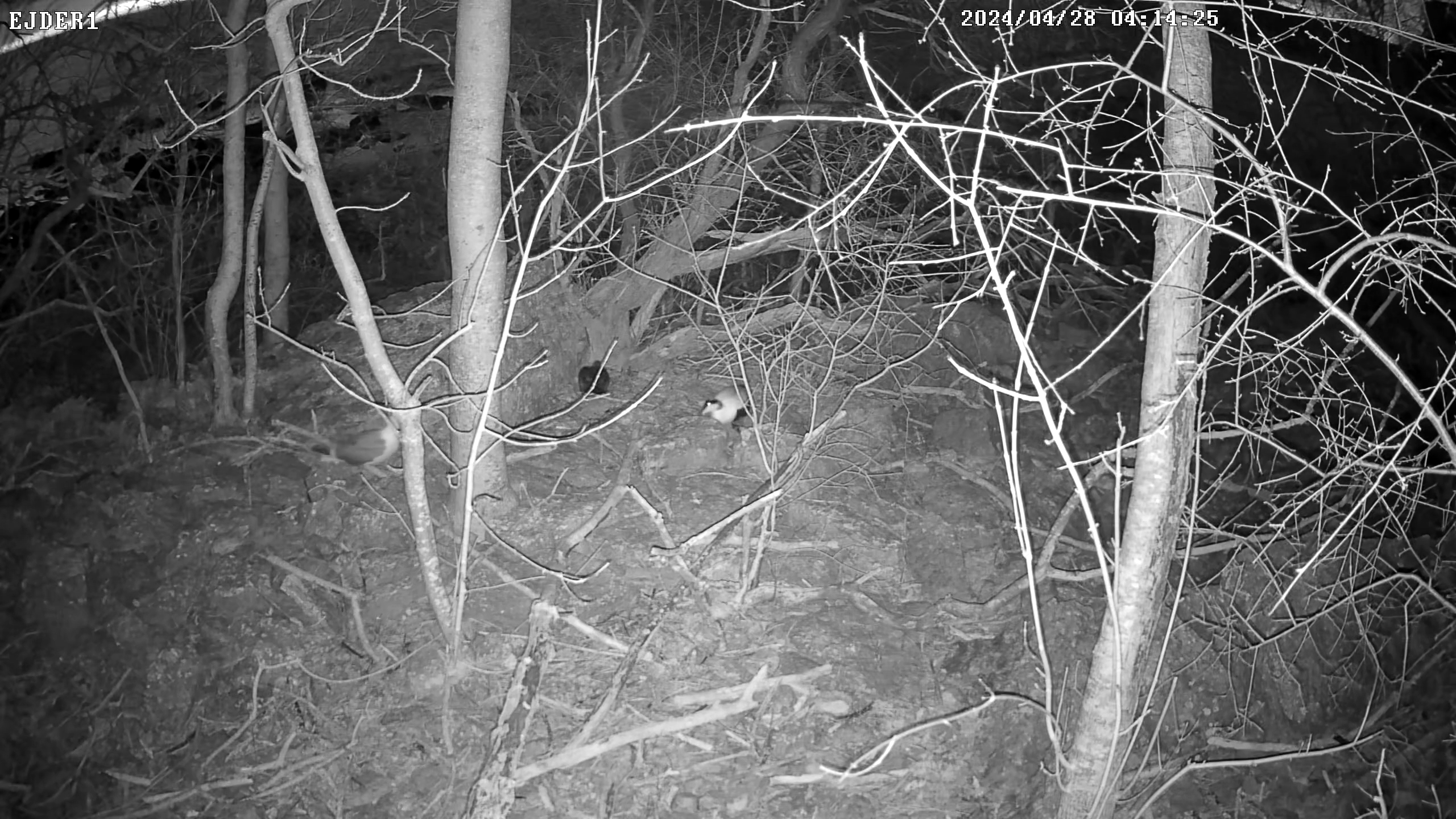 Visit the eider forest! Common eider is a critically endangered seabird that have declined dramatically in the Baltic Sea in the last decades. On Stora Karlsö, they breed in the forest, but are mainly active during night. Females are camouflaged (to avoid being spotted when incubating the eggs) and males are black and white. In these scenes, from early in the season, they are looking for suitable nest spots. Sometimes predators (crows or gulls) passes by to look for unguarded eggs!